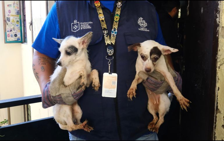 Los perros rescatados fueron trasladados a las instalaciones de Protección Animal Guadalajara. ESPECIAL / Fiscalía de Jalisco
