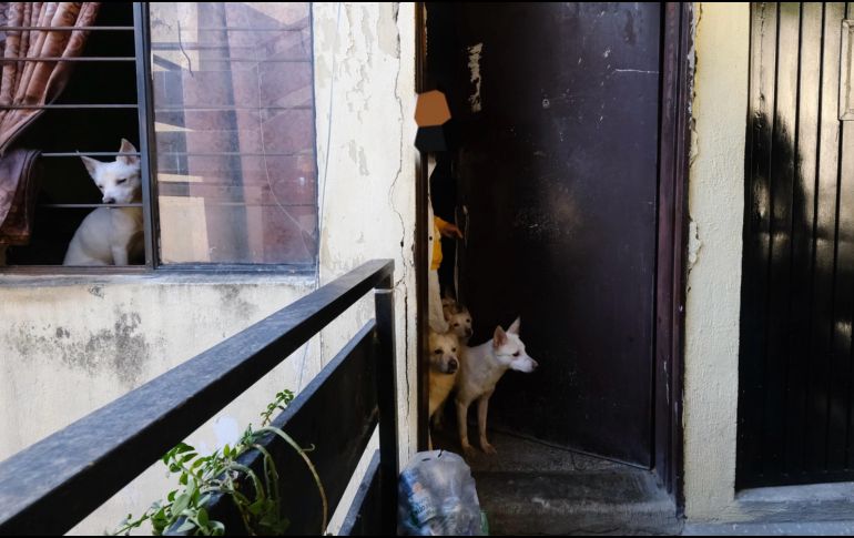 Los perros rescatados fueron trasladados a las instalaciones de Protección Animal Guadalajara. ESPECIAL / Fiscalía de Jalisco