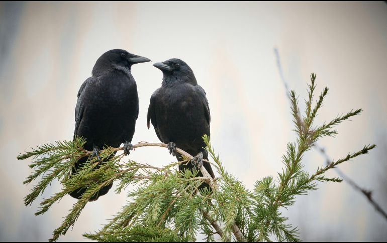 Lejos de ser simples observadores, los cuervos poseen una inteligencia extraordinaria. UNSPLASH