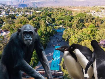 El Zoológico Guadalajara está situado en la Barranca de Huentitán, ocupa 50 hectáreas que se han desarrollado respetando la forma natural del terreno, su flora y sus árboles, y alberga una gran diversidad de animales. ESPECIAL / EL INFORMADOR