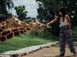 El Zoológico Guadalajara ha sido reconocido por la atención Integral que brinda a sus especies, gracias a su hospital veterinario. EL INFORMADOR / ARCHIVO