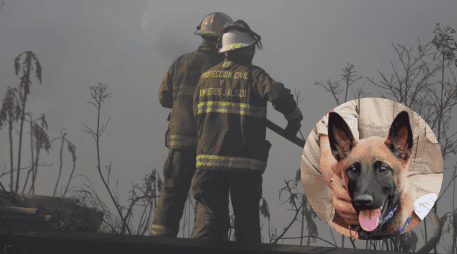 Con el entrenamiento adecuado, el olfato canino no solo localiza personas, también identifica sustancias peligrosas, como gases, alertando a los rescatistas de posibles amenazas. ESPECIAL/ EL INFORMADOR/ Gobierno de Zapopan