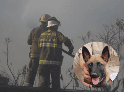 Con el entrenamiento adecuado, el olfato canino no solo localiza personas, también identifica sustancias peligrosas, como gases, alertando a los rescatistas de posibles amenazas. ESPECIAL/ EL INFORMADOR/ Gobierno de Zapopan
