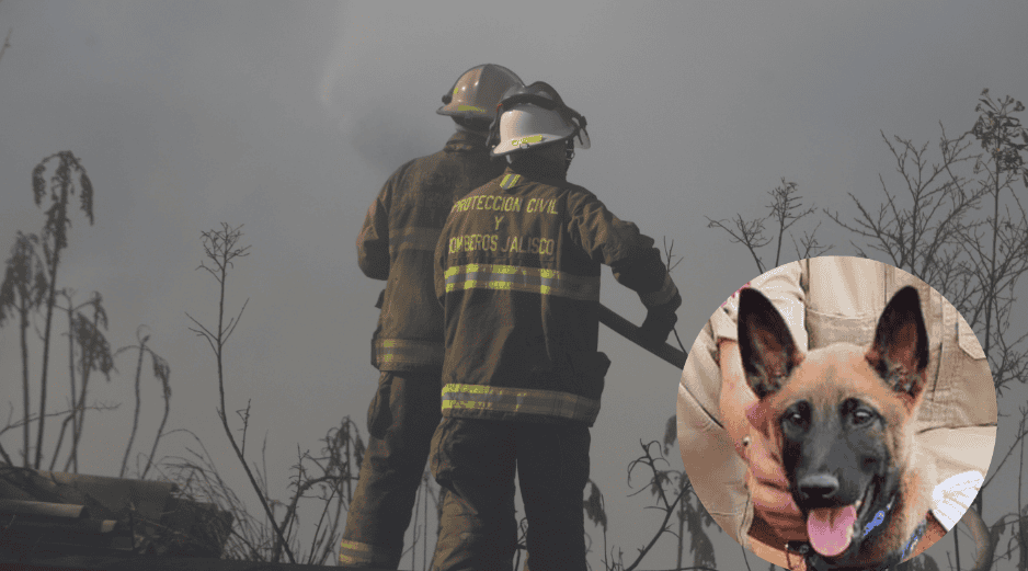 Con el entrenamiento adecuado, el olfato canino no solo localiza personas, también identifica sustancias peligrosas, como gases, alertando a los rescatistas de posibles amenazas. ESPECIAL/ EL INFORMADOR/ Gobierno de Zapopan