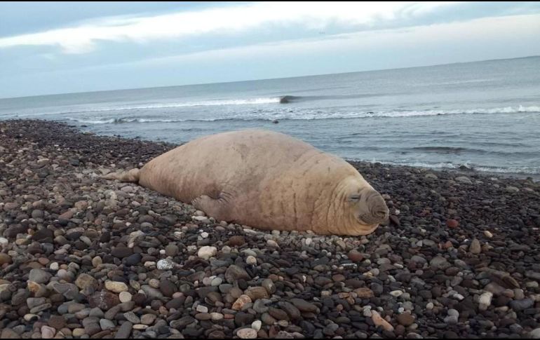 La aparición de un elefante marino en la playa Los Ayala, Nayarit, sorprendió a turistas y habitantes, luego de que el enorme ejemplar fuera visto en la zona. X / SSPCNay