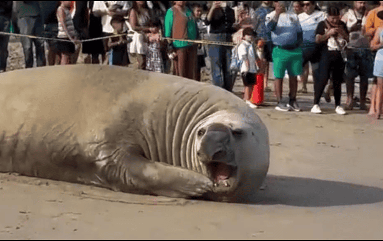 Los especialistas señalan que algunas especies de fauna marina podrían salir del mar por diversas razones. X / @SSPCNay