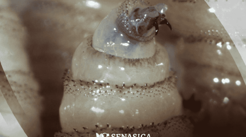 El gusano barrenador es una infestación causada por las larvas de la mosca, que se alimentan del tejido vivo de los mamíferos. Gobierno de México