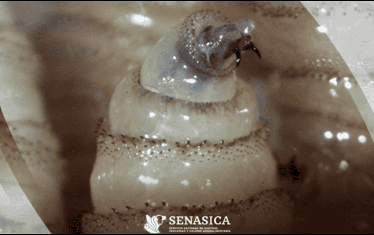 El gusano barrenador es una infestación causada por las larvas de la mosca, que se alimentan del tejido vivo de los mamíferos. Gobierno de México