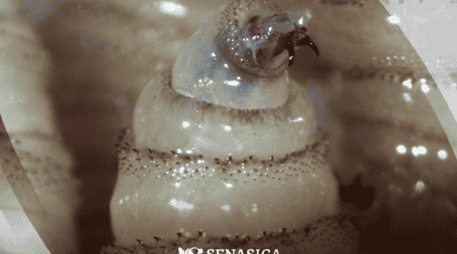 El gusano barrenador es una infestación causada por las larvas de la mosca, que se alimentan del tejido vivo de los mamíferos. Gobierno de México