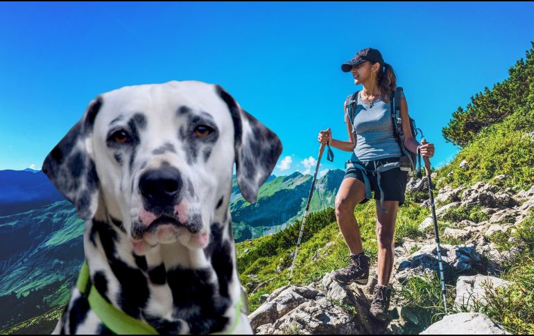 El Dálmata es una raza con gran capacidad aeróbica, por lo que es una de las opciones recomendadas para personas que gustan de hacer ejercicio. ESPECIAL / CANVA
