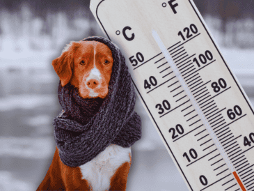 Por el frente frío 32, se prevén condiciones para la caída de lluvia engelante o aguanieve en zonas altas de Chihuahua, Coahuila y Nuevo León. ESPECIAL / CANVA