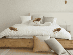 Siguiendo estos pasos puedes eliminar las chinches de tu colchón. UNSPLASH / DECONOVO