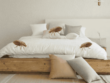 Siguiendo estos pasos puedes eliminar las chinches de tu colchón. UNSPLASH / DECONOVO