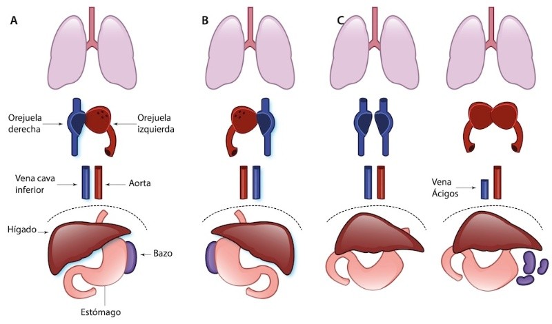 &nbsp;Sociedad Española de Imagen Cardíaca 