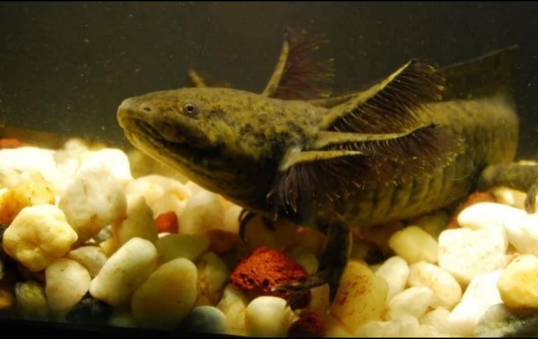 En su hábitat natural, el ajolote presenta coloraciones similares al fango para confundirse con su entorno. EFE/ARCHIVO