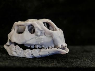 Cráneo de una nueva especie de dinosaurio hallado en los yacimientos paleontológicos de la sierra de la Demanda de Burgos. EFE/ S. Otero