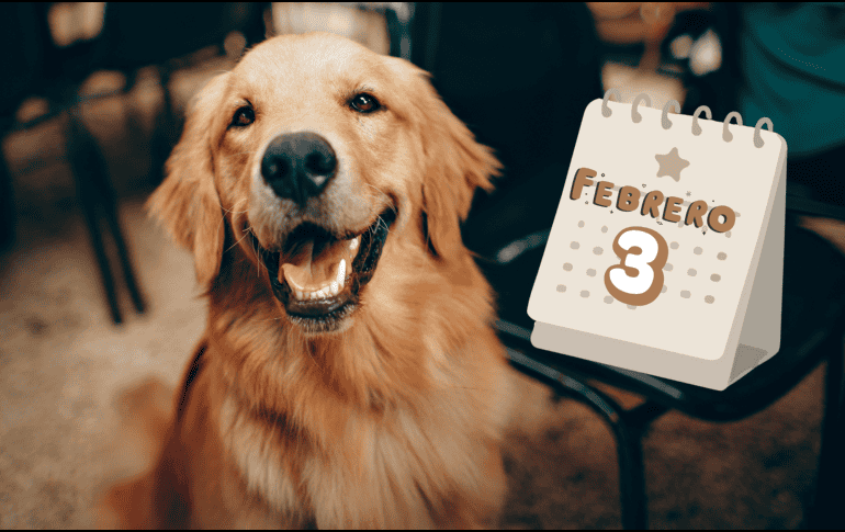 Es un perro sociable, paciente y con gran disposición para el aprendizaje, lo que facilita su adiestramiento y convivencia familiar. CANVA