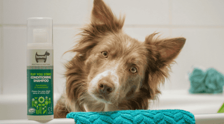 Bañar a tu perro es tan importante como cuidar su salud. UNSPLASH /  A. VERSCHUEREN