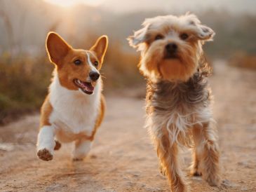 Sacar al perro con mayor frecuencia, proteger las zonas donde duerme y acudir al veterinario ante signos de incontinencia son medidas clave. Unsplash