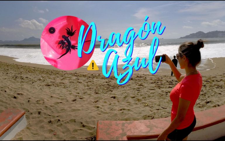 El dragón azul fue avistado en playas de Manzanillo. SUN / ARCHIVO