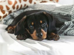 La decisión de dormir con una mascota depende de cada persona y su contexto, siempre considerando que el cariño no debe desplazar la prevención. Unsplash