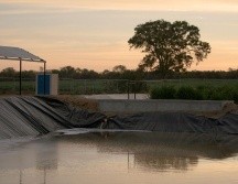 Ayer, lunes 2 de febrero, se celebró el Día Mundial de los Humedales. ESPECIAL