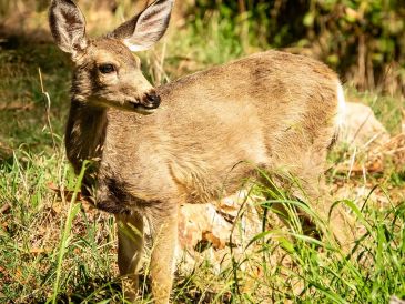 Los ciervos de las Islas Catalina son una parte valiosa del equilibrio del ecosistema paisajístico natural y cultural de la isla. EFE/SAVE THE CATALINA ISLAND DEER /N. Morrow