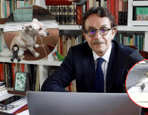 Difunden nuevas imágenes del ataque al perro de Quadri. ESPECIAL / X / @g_quadri