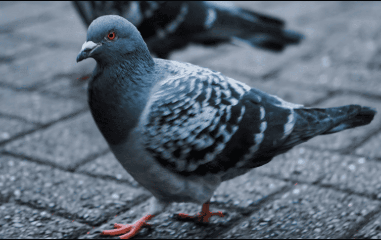 Las palomas espías se distinguen fácilmente por el momento: un cable sale de su cabeza y lo conecta con una mochila a su espalda, que contiene una batería solar, y una cámara en el pecho. ESPECIAL/Canva