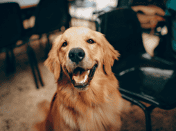 Ellos tienen la increíble la capacidad para percibir y reaccionar a las emociones humanas, gracias a su capacidad para interpretar el tono de voz, lenguaje corporal y expresiones faciales. CANVA