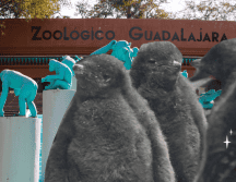 Te recordamos que el Zoológico Guadalajara se encuentra muy cerca de la Barranca de Huentitán. ESPECIAL/ EL INFORMADOR/ ARCHIVO