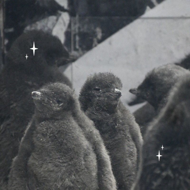 &nbsp;CORTESÍA/ Zoológico Guadalajara&nbsp;