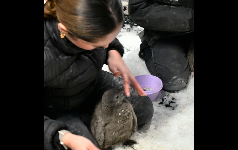 Te recordamos que el Zoológico Guadalajara se encuentra muy cerca de la Barranca de Huentitán. ESPECIAL/ Zoológico Guadalajara
