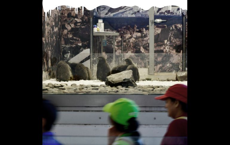 Te recordamos que el Zoológico Guadalajara se encuentra muy cerca de la Barranca de Huentitán. ESPECIAL/ Zoológico Guadalajara