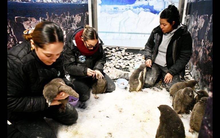 Te recordamos que el Zoológico Guadalajara se encuentra muy cerca de la Barranca de Huentitán. ESPECIAL/ Zoológico Guadalajara