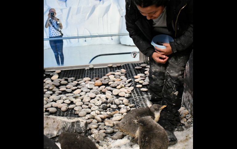 Te recordamos que el Zoológico Guadalajara se encuentra muy cerca de la Barranca de Huentitán. ESPECIAL/ Zoológico Guadalajara