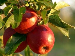 La manzana es fácil de conseguir en nuestro país y práctica para llevarse en la bolsa o mochila. ESPECIAL / CANVA