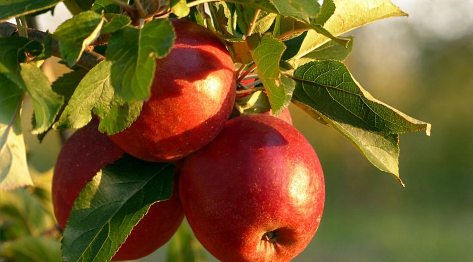 La manzana es fácil de conseguir en nuestro país y práctica para llevarse en la bolsa o mochila. ESPECIAL / CANVA