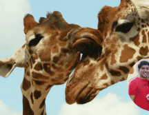 La ceremonia se realizará el sábado 14 de febrero en el Jardín Cabús. ESPECIAL/ Unsplash/ Facebook/ Zoológico de Morelia 