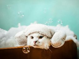 Es necesario bañarlos a pesar de que se limpien solos, en especial si pasan mucho tiempo fuera de casa, así previenes enfermedades o infecciones. CANVA