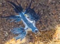 El dragón azul es una babosa marina de reducido tamaño y tonalidad azul intenso. ESPECIAL