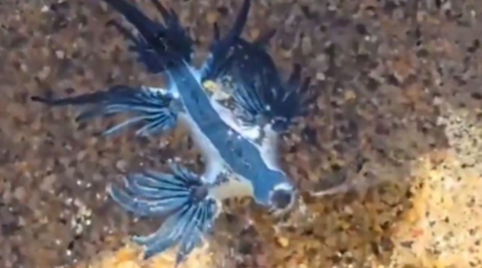 El dragón azul es una babosa marina de reducido tamaño y tonalidad azul intenso. ESPECIAL
