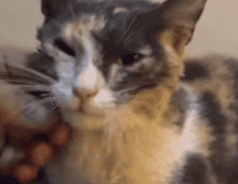 La gatita estaba atrapada en una alcantarilla en las calles Esteban Alatorre y Jarauta, en la colonia San Juan de Dios. CORTESÍA/ Protección Civil y Bomberos de Guadalajara