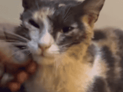 La gatita estaba atrapada en una alcantarilla en las calles Esteban Alatorre y Jarauta, en la colonia San Juan de Dios. CORTESÍA/ Protección Civil y Bomberos de Guadalajara