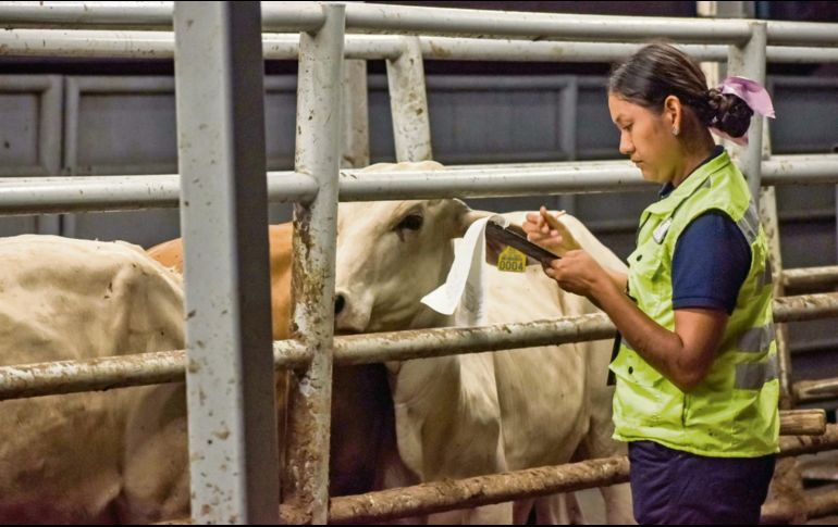 El cuidado sanitario del ganado bovino es clave para prevenir infestaciones y proteger la productividad pecuaria. ESPECIAL