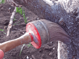 Pintar los árboles con cal es una medida sencilla que contribuye al cuidado y protección del arbolado, ayudando a mantenerlos sanos frente a condiciones climáticas adversas y a la presencia de insectos. CANVA