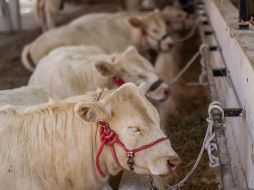 Autoridades sanitarias mantienen vigilancia permanente en corrales certificados para evitar la propagación del parásito. EL INFORMADOR/ARCHIVO