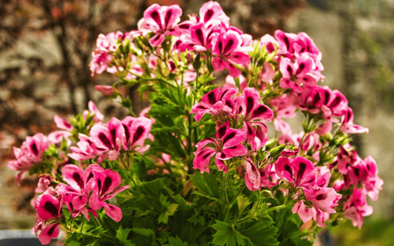 El geranio limón necesita estar ubicado en un lugar muy soleado lo ideal es situarlos en zonas cercanas a puertas o ventanas. PIXABAY