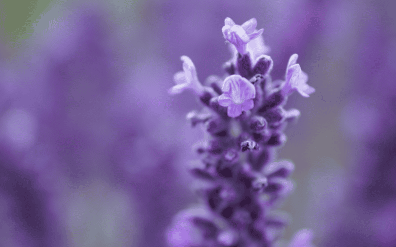 Lavandula es un género de plantas de la familia de las lamiáceas. PIXABAY