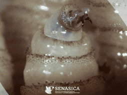 La miasis es una infestación producida por larvas de mosca que se alimentan de tejido vivo de los mamíferos y rara vez de las aves. Gobierno de México